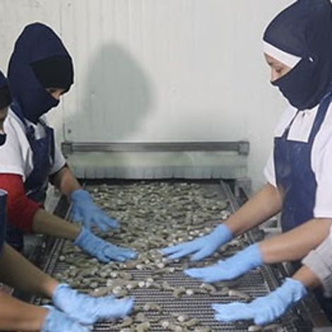El Oro Shrimp Inc - Facility