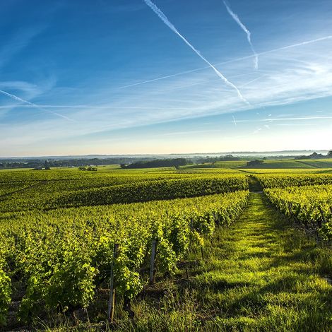 Château de Rayne Vigneau - Vineyard