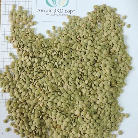 Green lentils