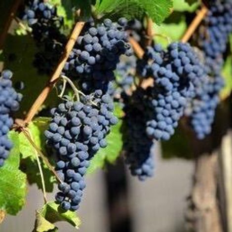 Silver Stag Winery_Wines_Grapes