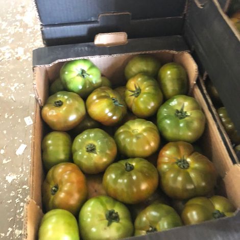 [Gonserbio]_[Tomato]_[Othello]