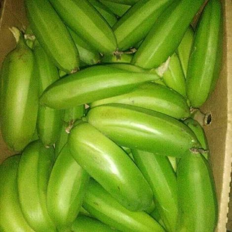 Elohim Exporters Limited