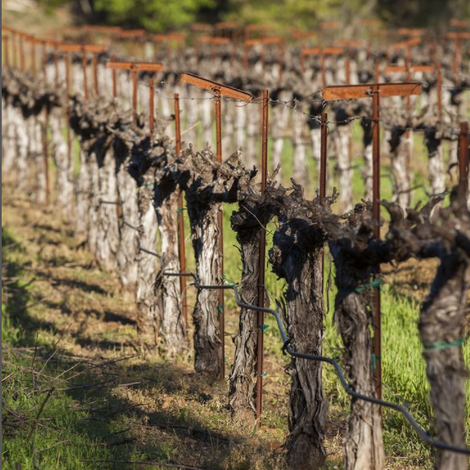 FRIAS Family Vineyard