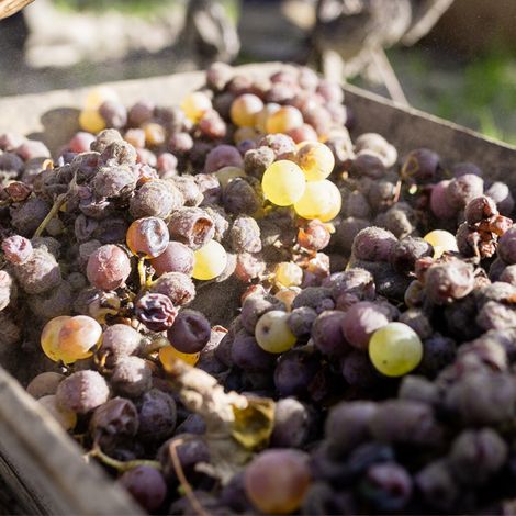 Château de Fargues - Product