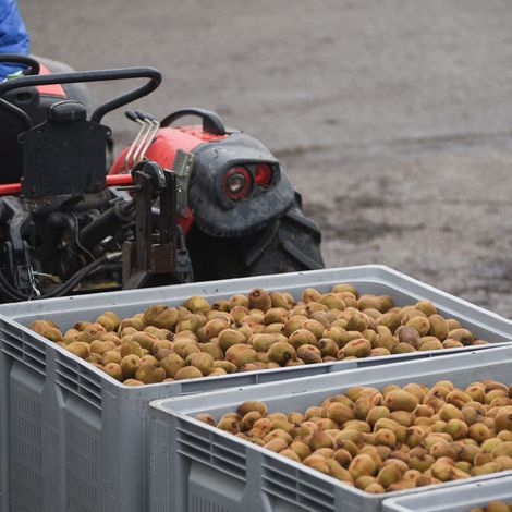 KIWI ATLANTICO, S.A. - Harvested Products