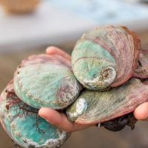 Cultured Abalone Farm