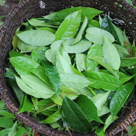 Guayusa Leaf