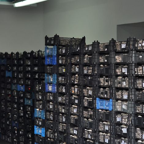 Uprawa Pieczarek - Pawelec Zdzisław - Packaged Products