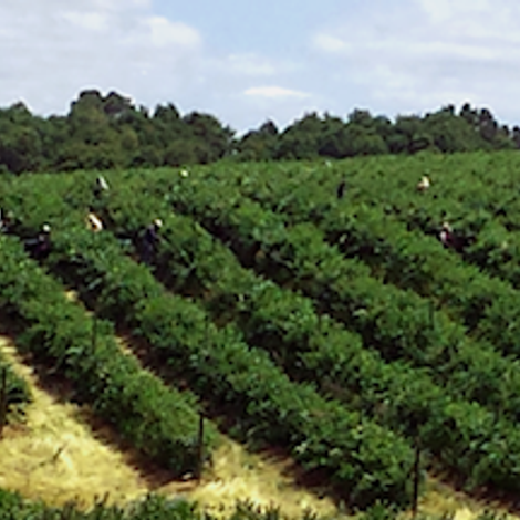 Valle Maule S.A. - Blueberry Plantation