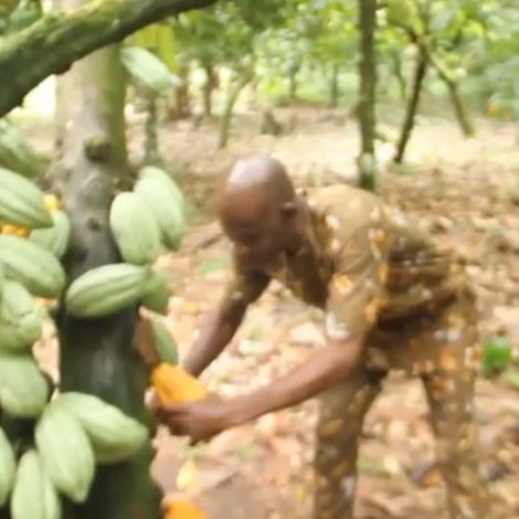 VINI COCOA PLANTATION