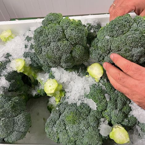 [Campodelorca]_[Broccoli]