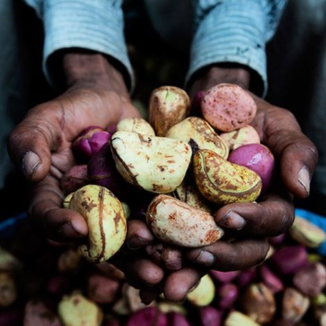 Kola nut