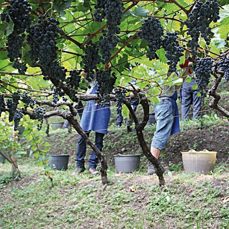 Grapes