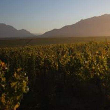 Vineyards