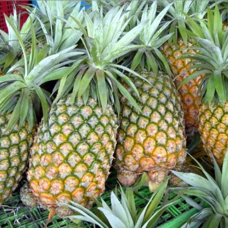 Pineapples