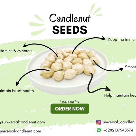 Candlenut ( Kemiri )