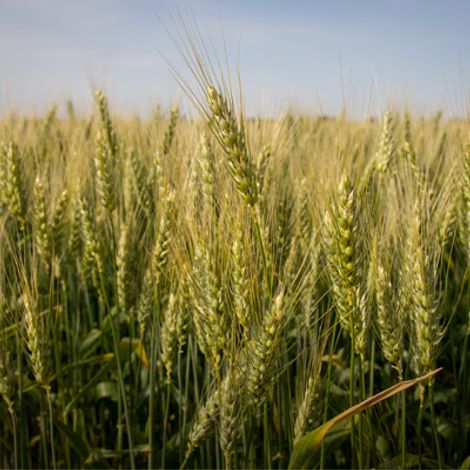 Ameropa AG - Plantation