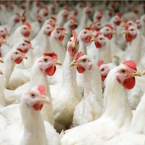Balady Poultry Co. - Chickens