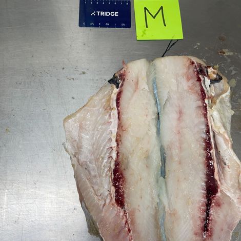 Tridge_RU_Frozen Cod