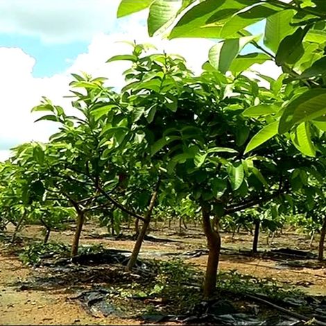 guava farming