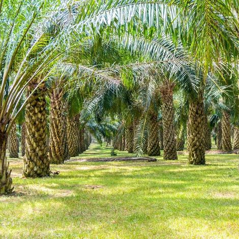 Palm trees