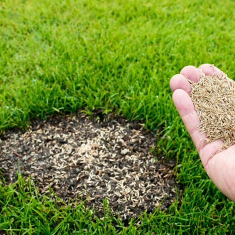 Grass Mix