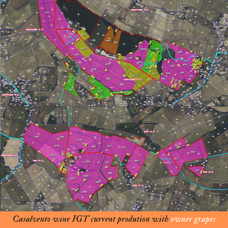 Casalvento's cadastral map to identify its owned vineyards in Tuscany's hills, marked in purple (1)