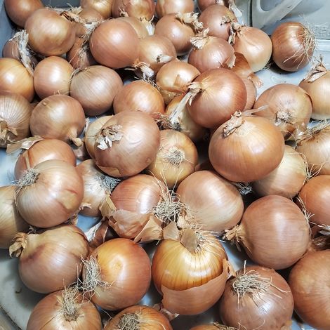 EIE_Onion_YellowOnion_Jumbo