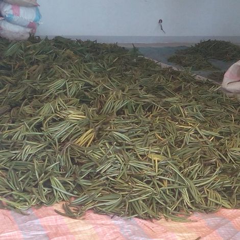 vanilla at its early stage