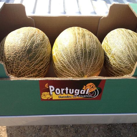 Piel de sapo melon