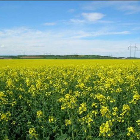 Rapeseed Field