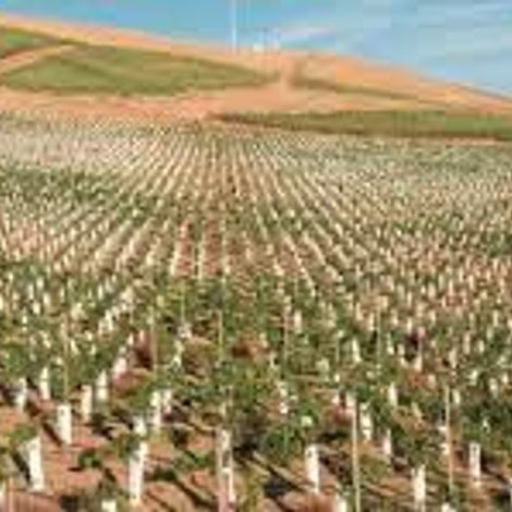 Canvasback vineyard 1.jpg