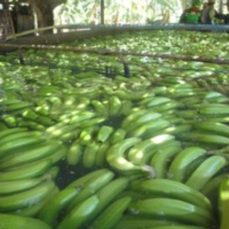 Cooperativa Agraria Apbosmam - Production Area