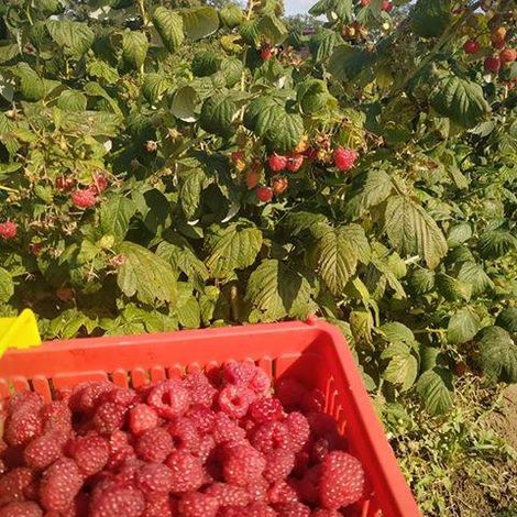 PPHU "AWB" Alina Becla - Harvested Product