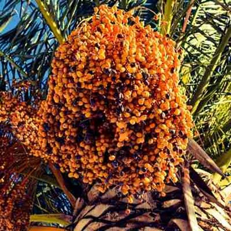 Palm Fruits