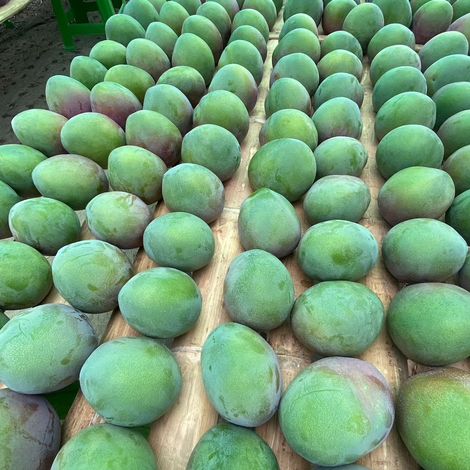 Mango para Korea