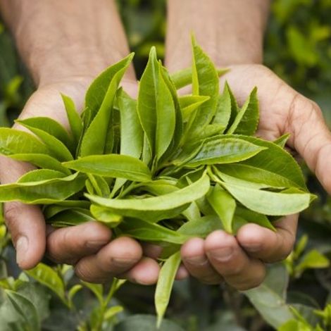 Huashan Tea Industry - Tea Leaves
