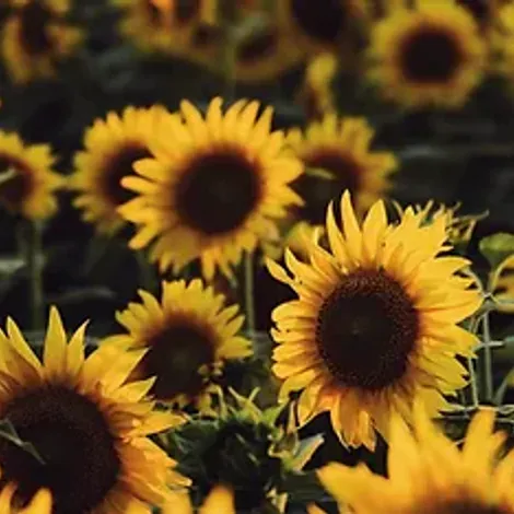 Adams Vegetable Oils