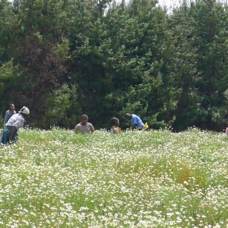 Luponde Tea Ltd - Plantation