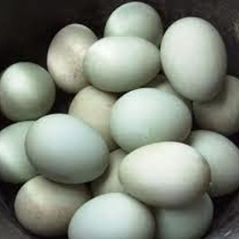 Pembekal Telur Itik Terengganu - Duck Eggs