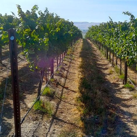 Eternal Wines & Drink Washington State