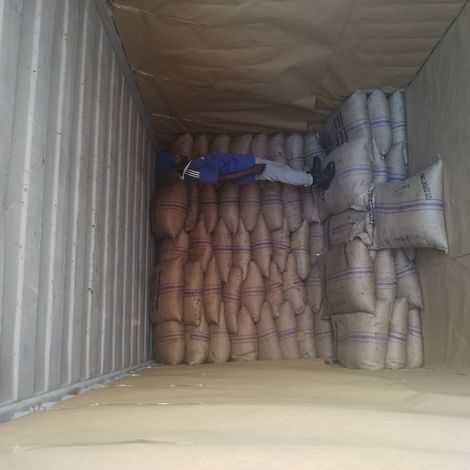 Green Robusta Screen 12,15,18