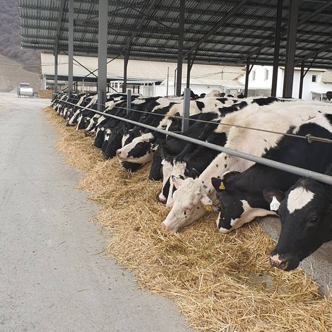 Milk Laboratory LLC - Livestock