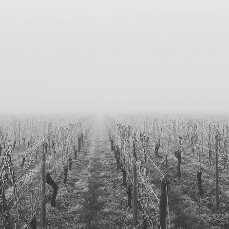 Vines in the mist