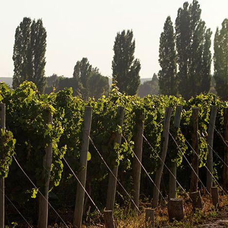 Clop Wines - Vineyard