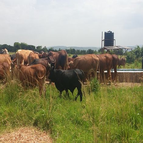 Farm
