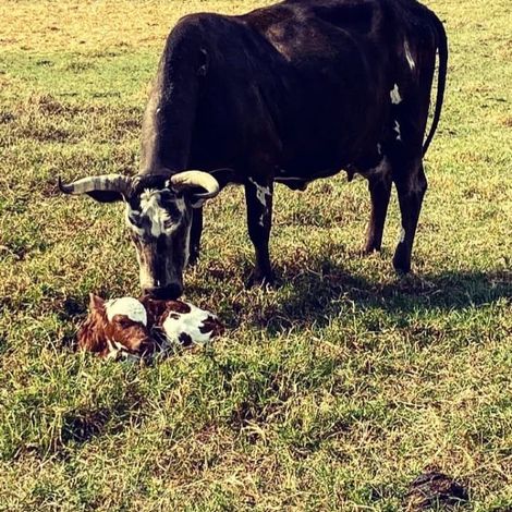 Klein River Cheese - Cattle