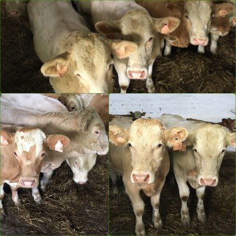 Supikovice - Livestock