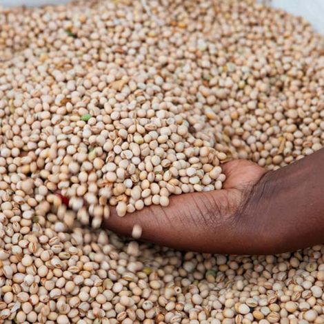 pigeon-pea-1838960.jpg