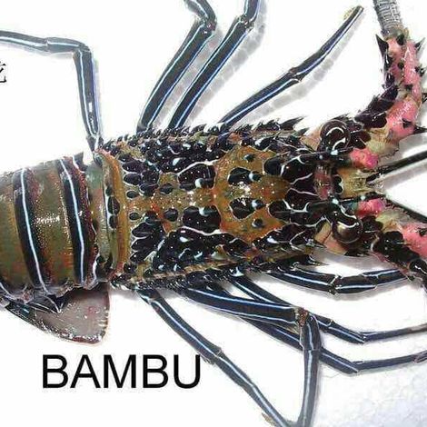 Live Lobster ~ Panulirus versicolor